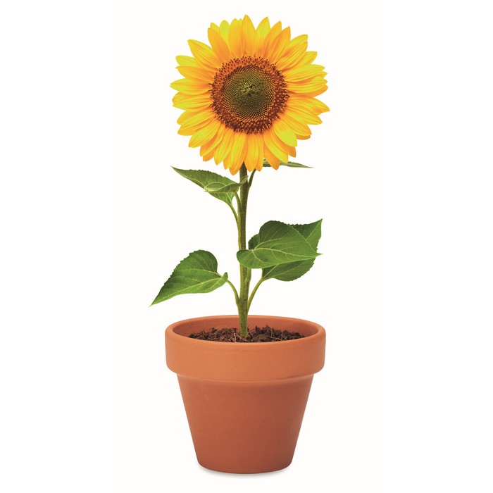 Terracotta-Topf Sonnenblume