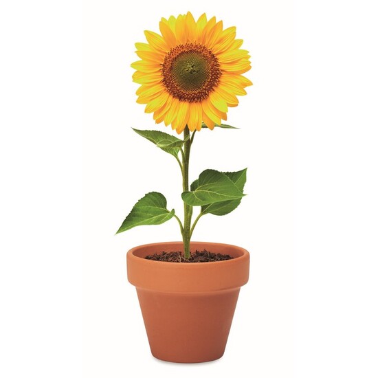 Terracotta-Topf Sonnenblume