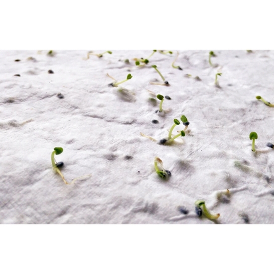 DIN A6 Wildblumen-Samenpapier