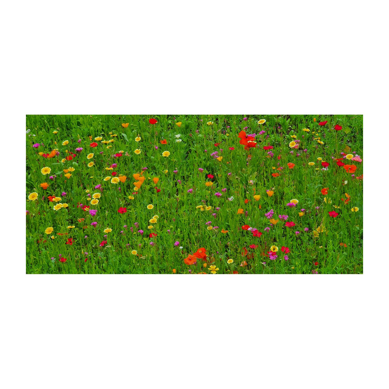 Geschenkartikel: Bienenweide im Oster-Eierkarton, 6 Samenbomen 2K1660a