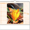 Kalender "Blütenwelt" im Format 30 x 29 cm, mit Wire-O-Bindung und verlängerter Rückwand