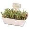 Pflanz-Set - 2er-Set - Basilikum / Gartenkresse