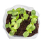PopUp Anzuchterde mit Samen - Margerite