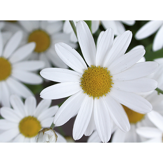 Tontöpfchen-Blume mit Samen - Margerite inkl. Tampondruck