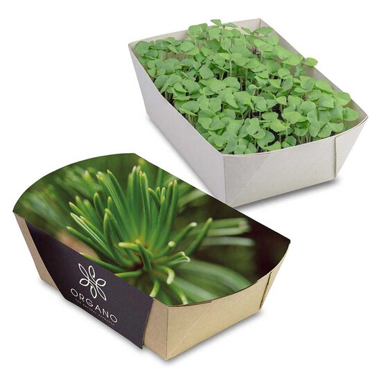 Pflanz-Schale mit Samen - Fichte