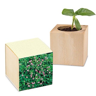 Pflanz-Holz mit Samen (Graspapier-Banderole) - Persischer Klee