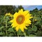 Pflanz-Holz mit Samen - Sonnenblume