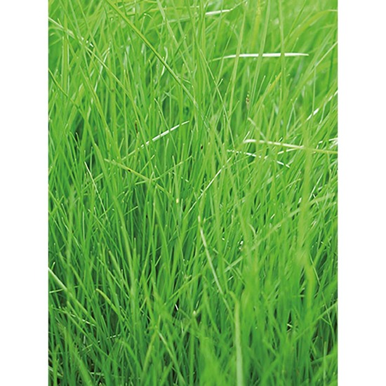 Pflanz-Holz rund mit Samen - Gras, Rundum-Lasergravur