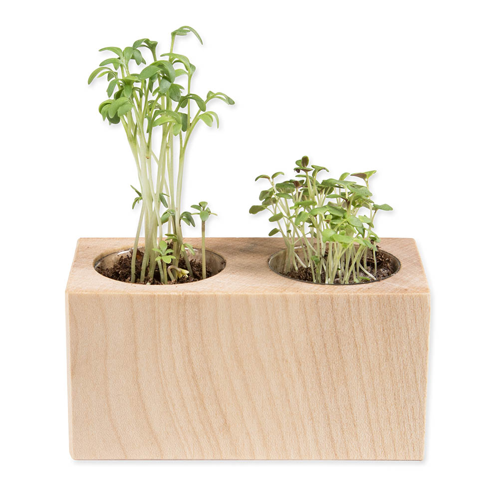 Pflanz-Holz 2er Set mit Samen - Glücksklee-Zwiebel (* Je nach Verfügbarkeit der Glücksklee-Zwiebeln)