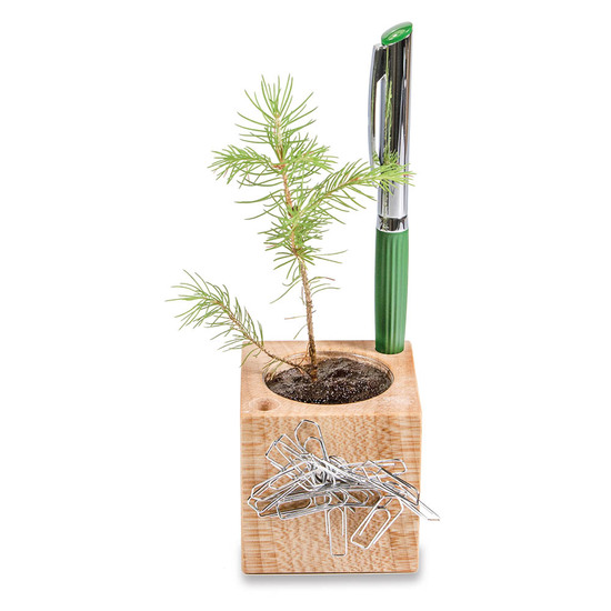 Pflanz-Holz Büro mit Samen - Persischer Klee