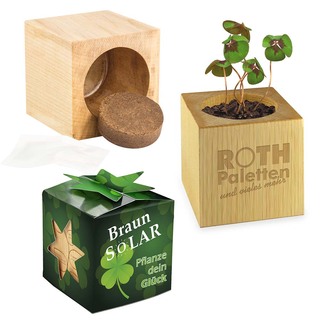 Pflanz-Holz Star-Box mit Samen - Glücksklee-Zwiebel, 1 Seite gelasert (* Je nach Verfügbarkeit der Glücksklee-Zwiebeln)