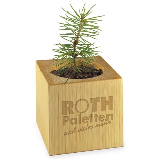 Pflanz-Holz Star-Box mit Samen - Basilikum, 2 Seiten gelasert