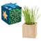 Pflanz-Holz Maxi Star-Box mit Samen - Persischer Klee, 1 Seite gelasert