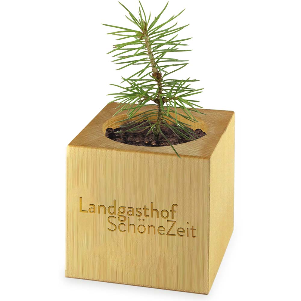 Pflanz-Holz Maxi Star-Box mit Samen - Sommerblumenmischung, 1 Seite gelasert