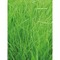 Pflanz-Holz Maxi Star-Box mit Samen - Gras, 2 Seiten gelasert
