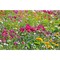 Florero-Töpfchen mit Samen - terracotta - Sommerblumenmischung