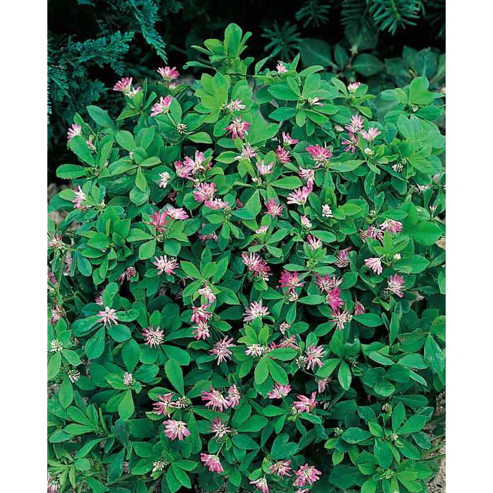 Samen-Briefchen - Persischer Klee