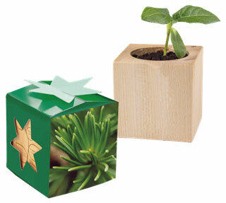 Pflanz-Holz Star-Box Xmas - Fichte